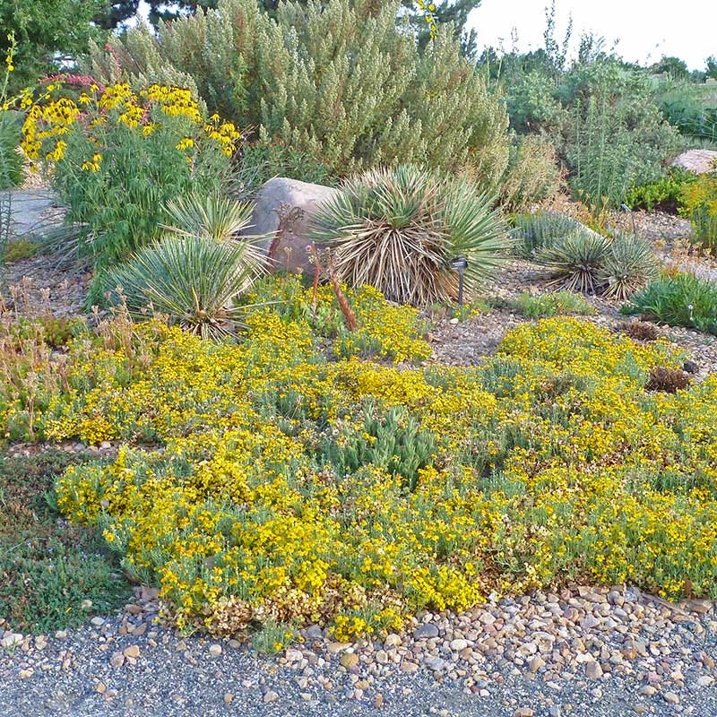 Gold On Blue Prairie Zinnia