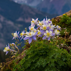 Shade Plants