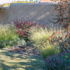 Native Plants
