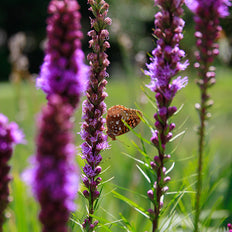 Butterfly Plants