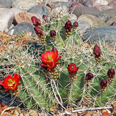 Cacti and Succulents