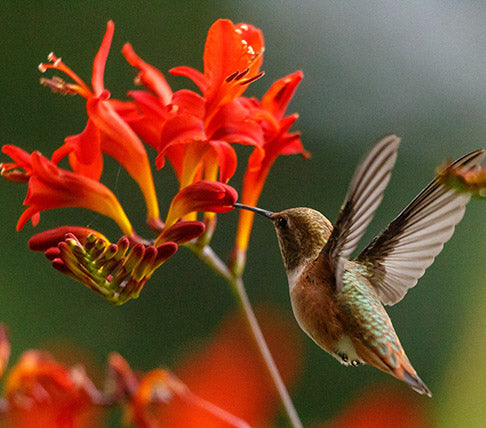 Hummingbird and Crocosmia flower from a customer