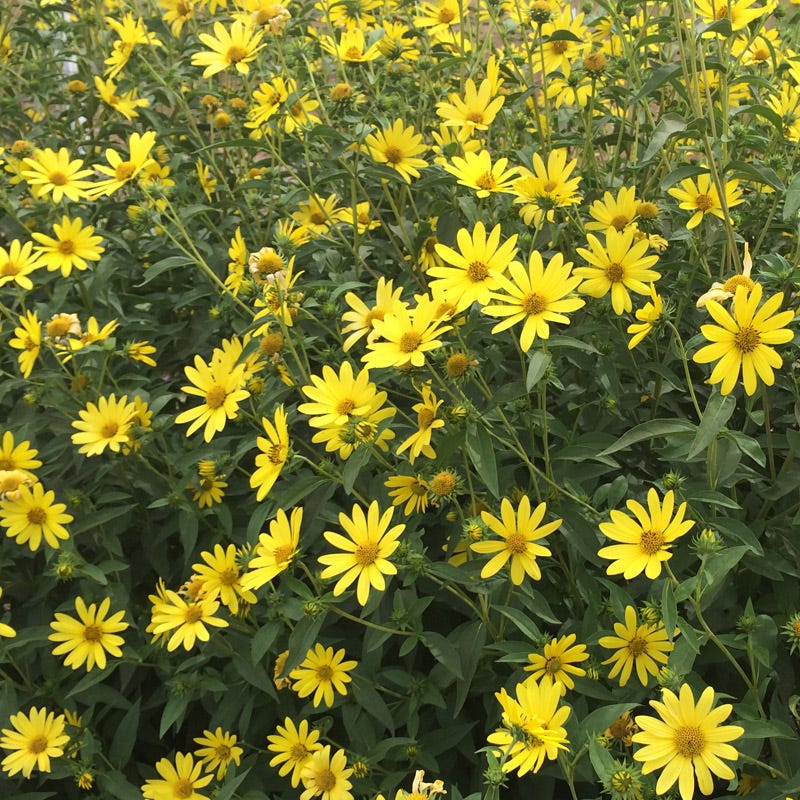 Undaunted® Lemon Max Maximilian's Sunflower