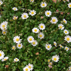 Rain Garden Plants
