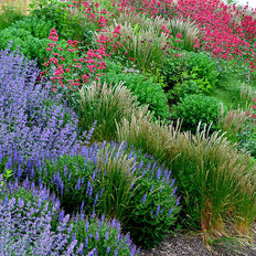 Most Popular Plants