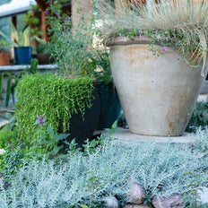 Patio Plants