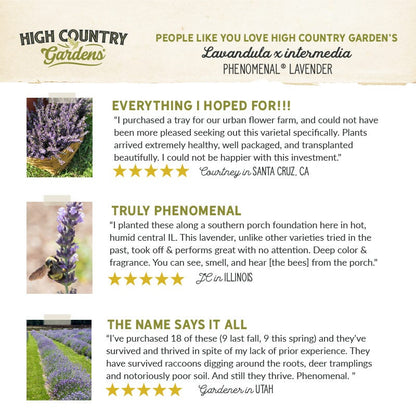 Phenomenal® Lavender