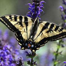 Pollinator Plants