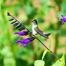 Plants For Habitat Creation