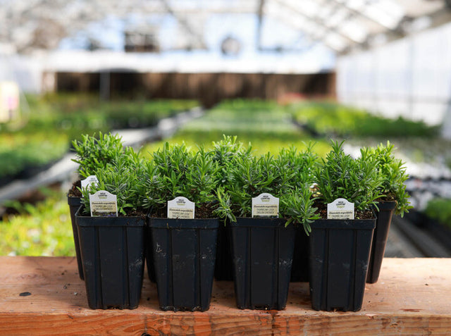 Row of potted High Country Gardens plants on a wooden bench in a greenhouse setting
