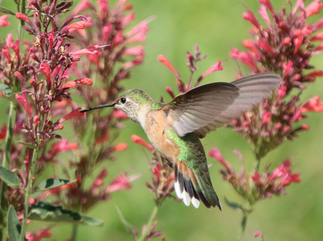 Hummingbird feeding on pink flowers with a blurred green background