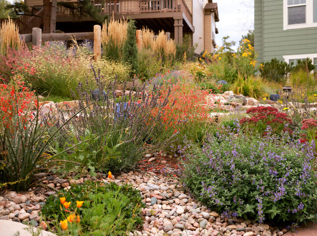 Colorful garden with flowers and rocks in a residential setting