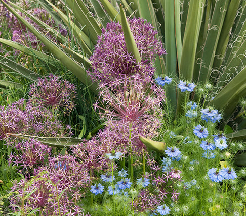 Purple and blue flowers in a garden setting with green foliage