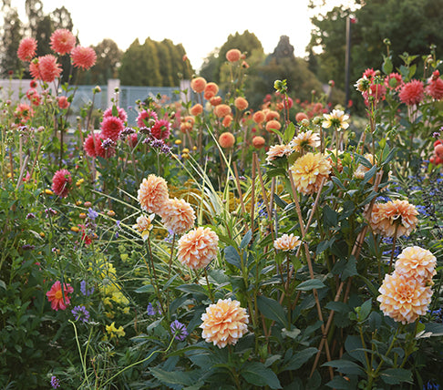 Garden with a variety of flowers including dahlias and other plants.