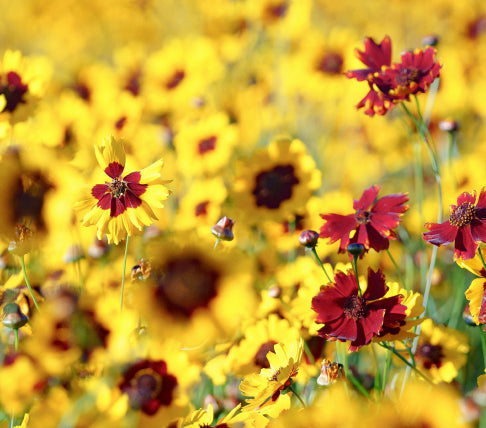 Field of yellow and red flowers with a blurred background