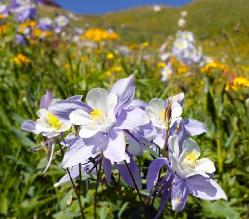 Purple and white flowers in a field with green grass and blue sky