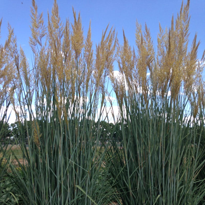 Thin Man Golden Prairie Grass