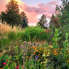 Full Sun Plants