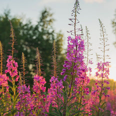 Unique Plants