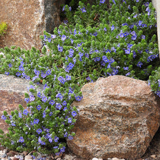 Groundcovers
