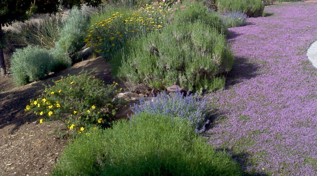 Thyme lawn