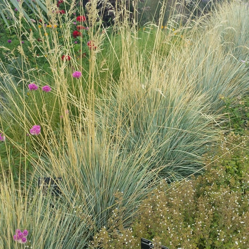 Blue Oat Grass