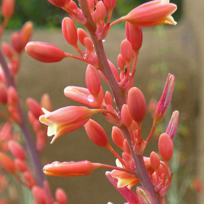 Coral Glow Texas Yucca (Hesperaloe)