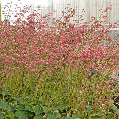 Fabulous Flowers & Foliage Shade Pre-Planned Garden