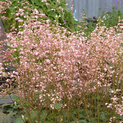 Shady Oasis Container Garden