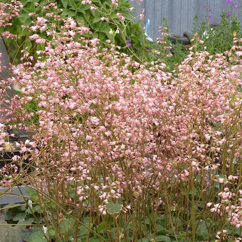 Shady Oasis Container Garden