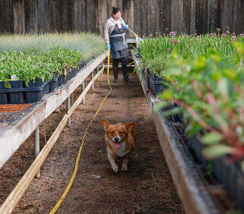 Dog running in a plant nursery