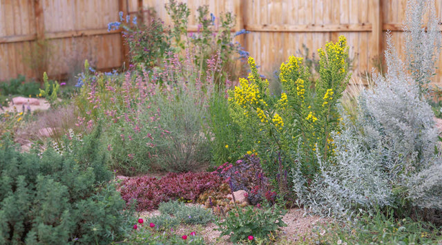 A dry garden