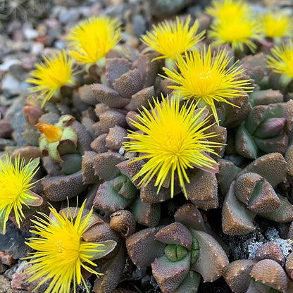Night-Blooming Ice Plant (Stomatium)