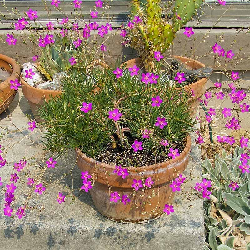 Judith's Favorite Fame Flower (Phemeranthus)