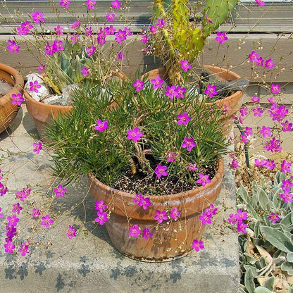 Judith's Favorite Fame Flower (Phemeranthus)