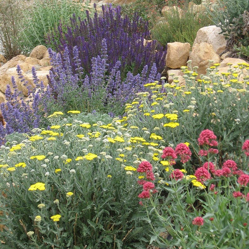 Jumbo Waterwise Pre-Planned Garden|Jumbo Waterwise Pre-Planned Garden 