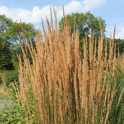 Karl Foerster Feather Reed Grass