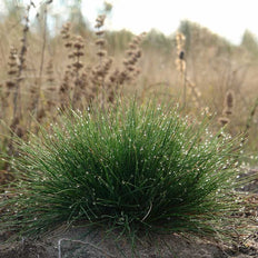 Ornamental Grass