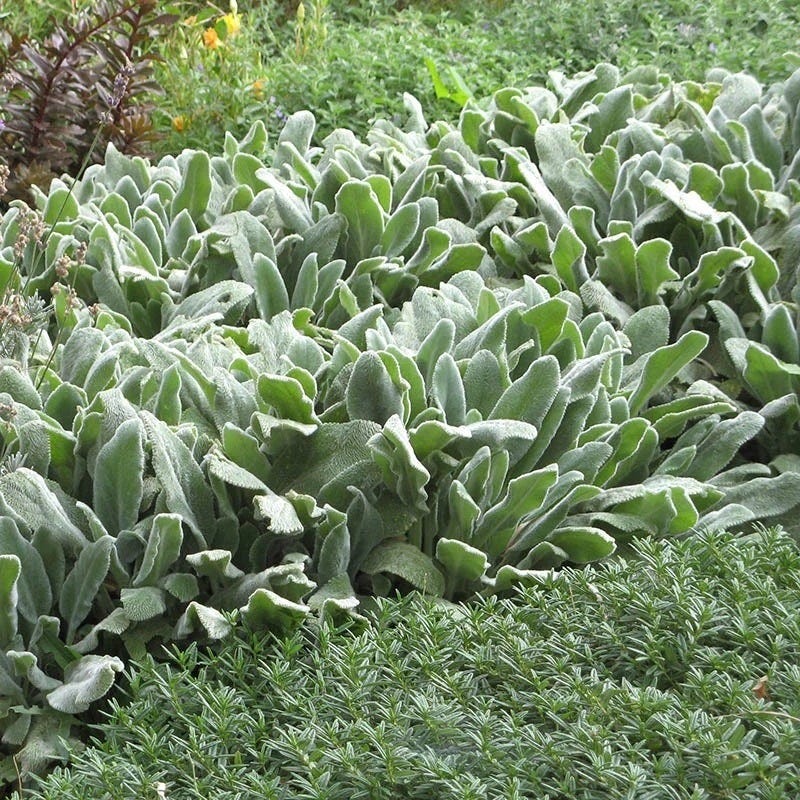Dry Shade Container Collection