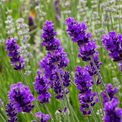 FlowerKisser® After Midnight English Lavender