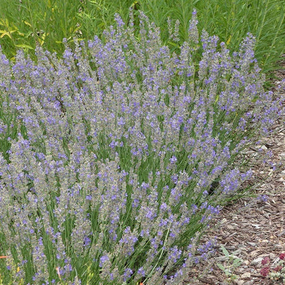 FlowerKisser® Delft Blue & White English Lavender