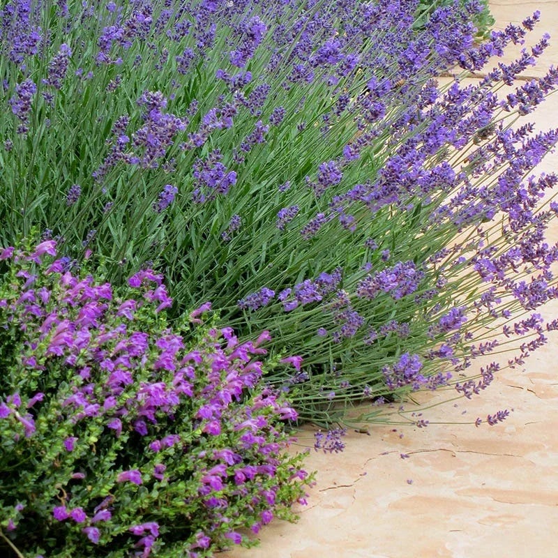 Dark Violet Skullcap (Scutellaria)