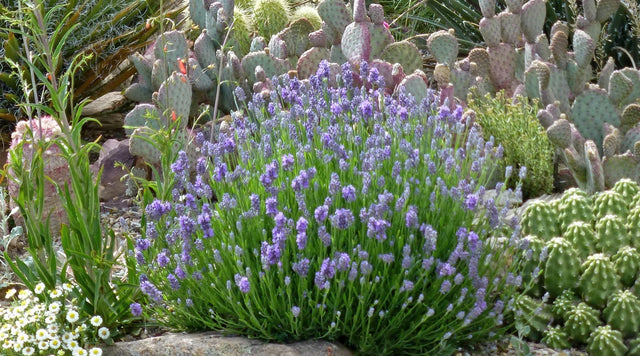 English lavender garden in the west
