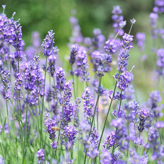 Lavandula | Lavender