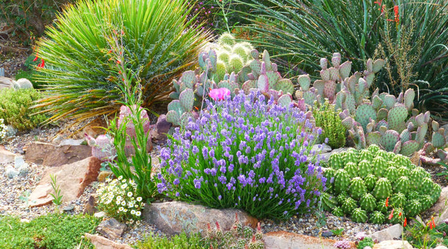 A rock garden with lavender, oputina or prickly pear, yucca, rainbow hedgehog cactus or echinocereus, and more cacti and succulents.