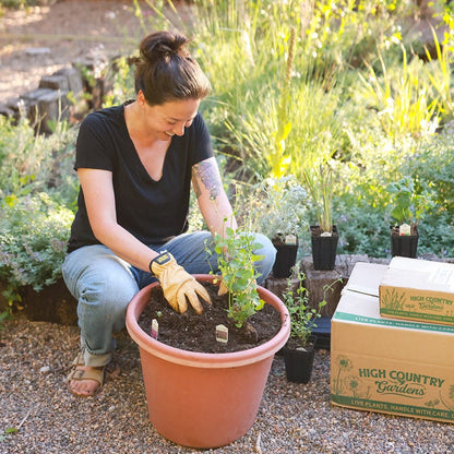 Shady Oasis Container Garden