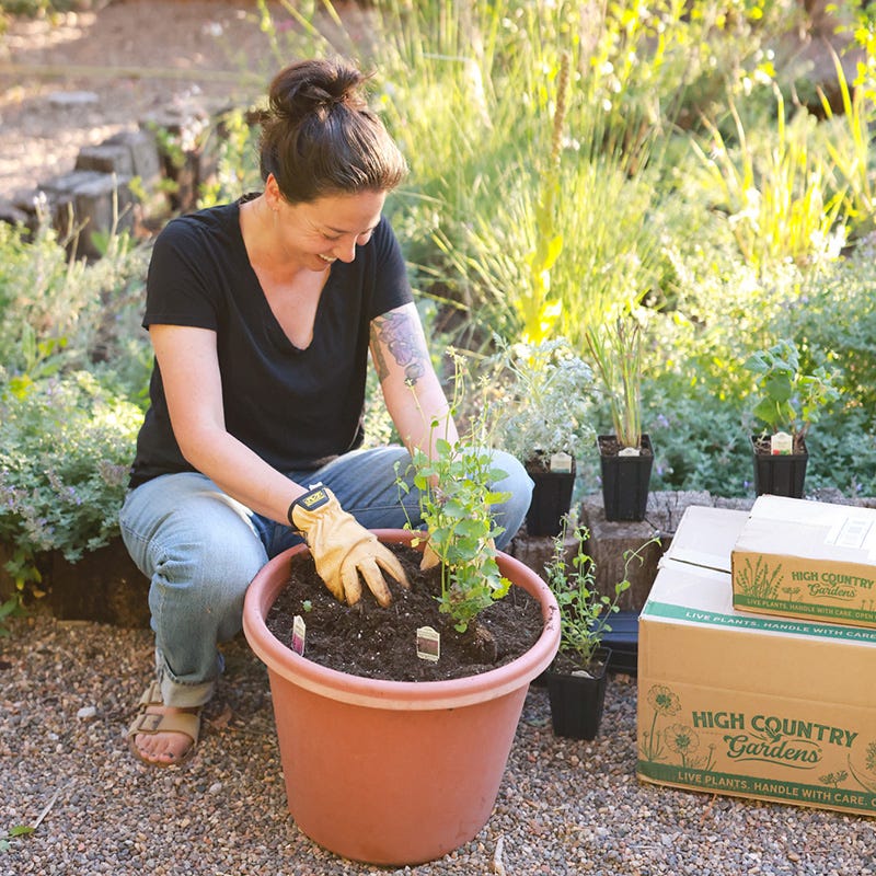 Shady Oasis Container Garden