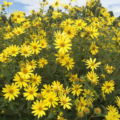 Undaunted® Lemon Max Maximilian's Sunflower