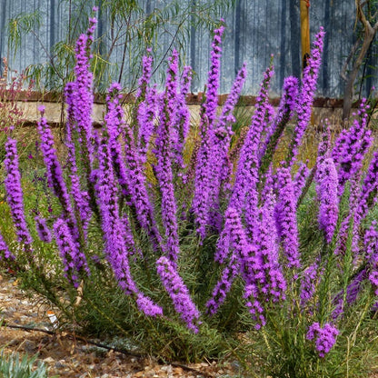 Texas Blazing Star (Liatris)