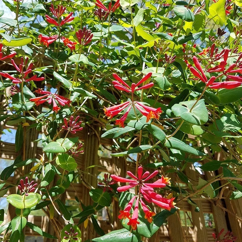 Major Wheeler Honeysuckle Vine